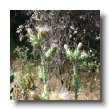 bull thistle